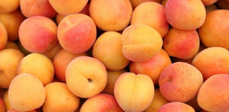 Albarillos (familia de los albaricoques) - 1Kg - Imagen 2